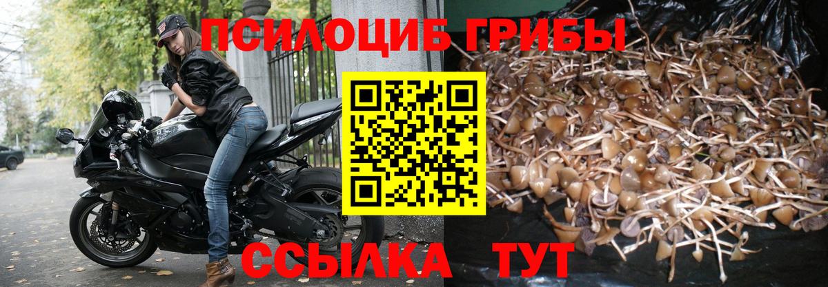 Галлюциногенные грибы MAGIC MUSHROOMS  закладки  Гусев  Вход с VPN 